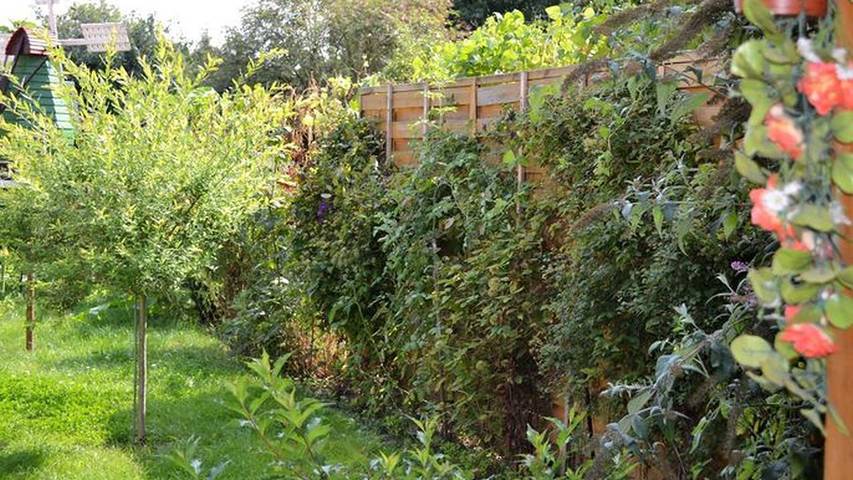 Ferienhaus für 3 Personen, mit Terrasse in Mecklenburgische Seenplatte - 2