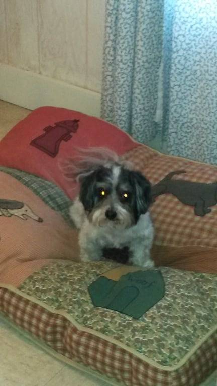 Gold Beach Country Cottage / haustierfreundliche Flussblick in Curry County