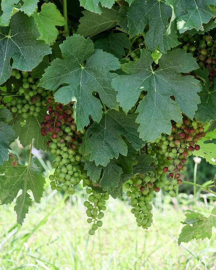 Location de vacances pour 2 personnes, avec vue et jardin à Loubès-Bernac - 4