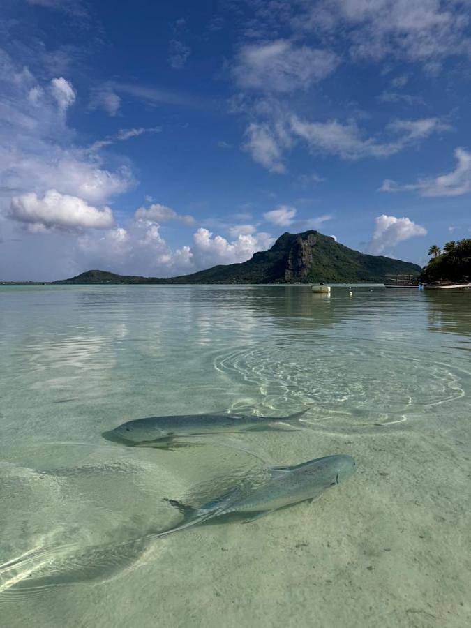 Gîte pour 2 personnes, avec terrasse dans Maupiti - 2