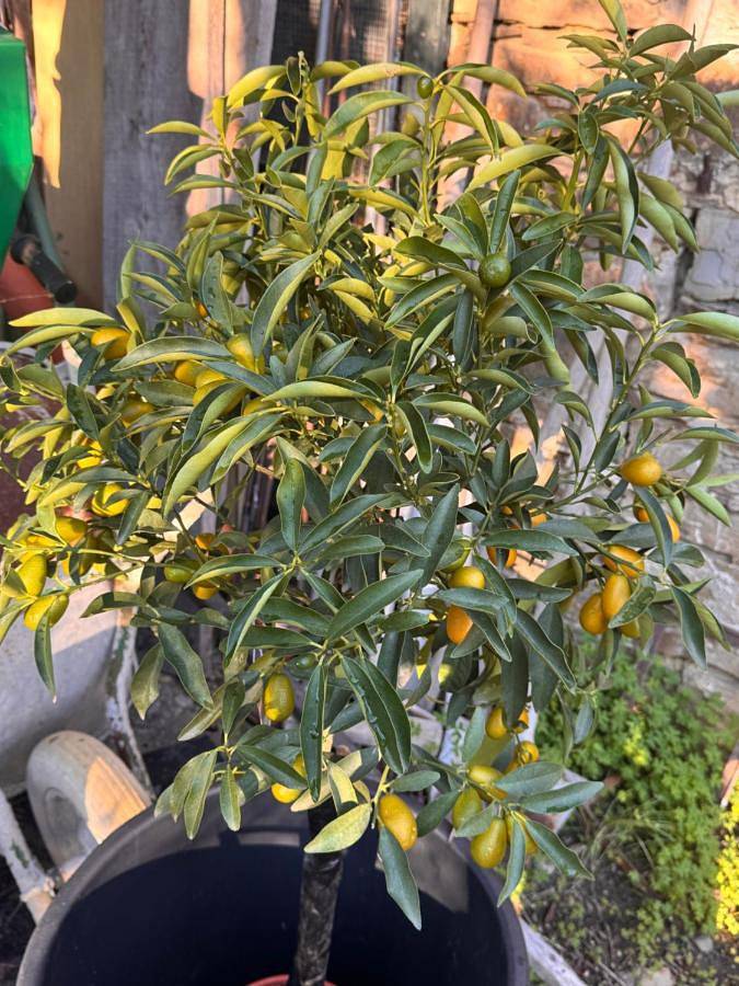 Location de vacances pour 5 personnes, avec vue et jardin, adapté aux familles à Apricale - 2