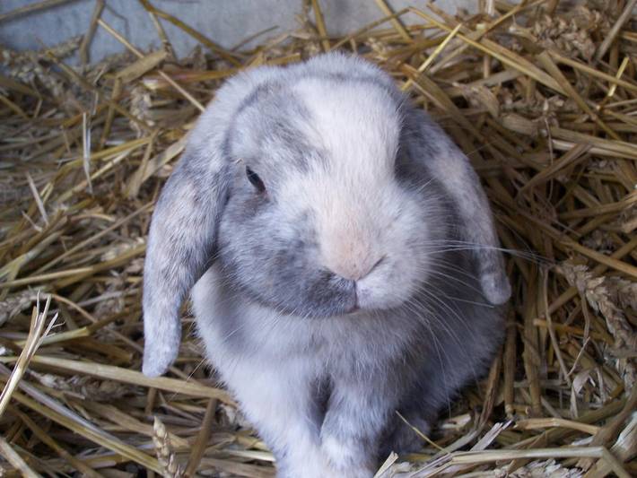 Gîte pour 10 personnes, avec jardin à Belle-et-Houllefort - 3