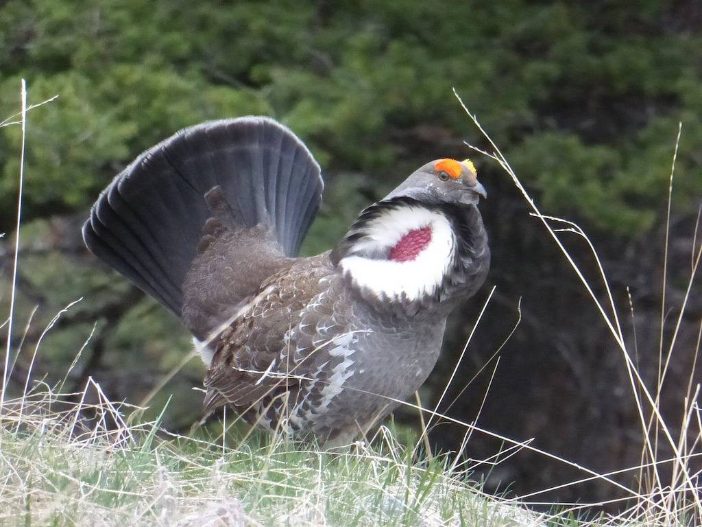 Chalet for 4 Guests in Montana, USA