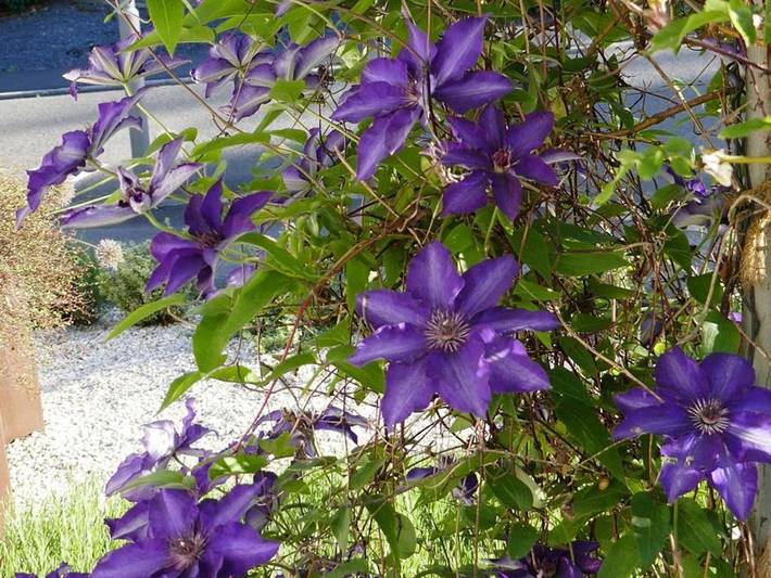 Ferienwohnung für 3 Personen, mit Garten in Bernkastel-Kues - 4