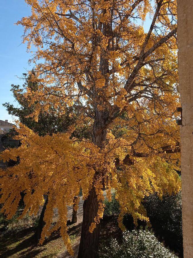 Appartement entier, Baignade devant la maison ! in Remoulins, Région de Nîmes