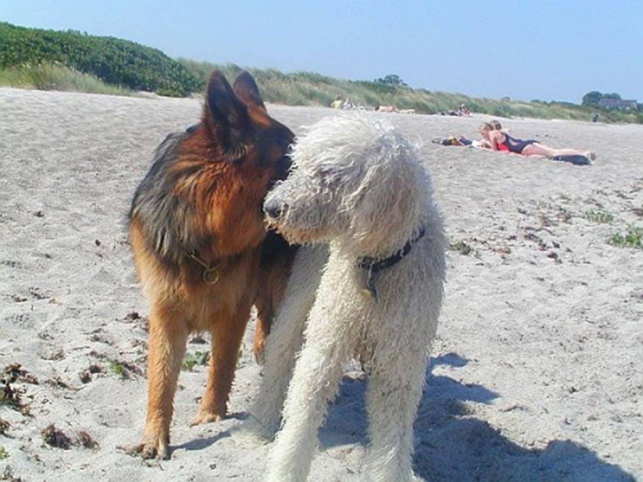 Ferienhaus Seepferdchen, Fewo Vermittlung Nordsee - Ferienhaus Seepferdchen in Sehestedt (Jade), Jade