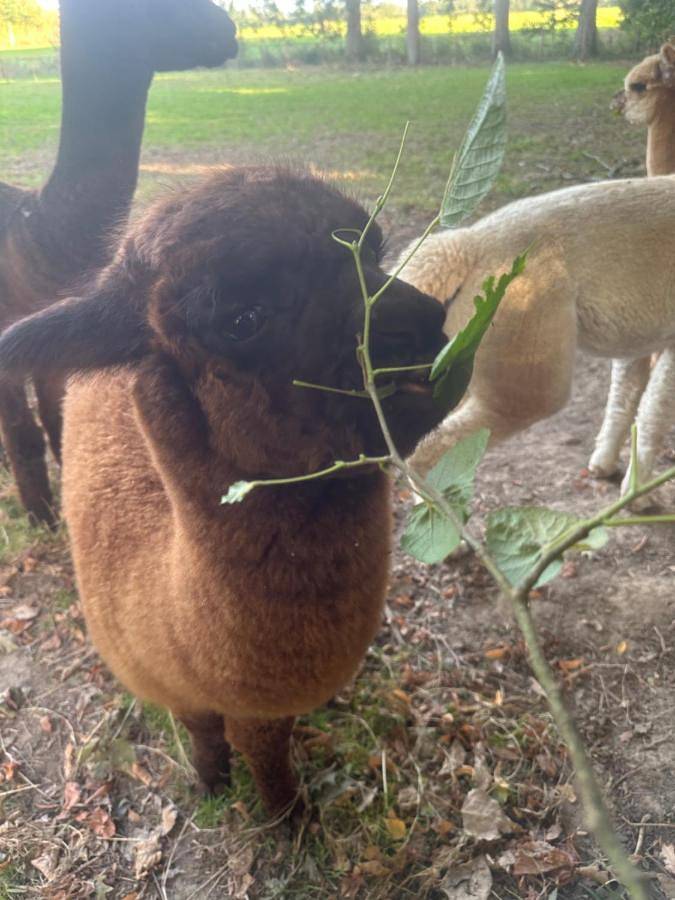Location de vacances pour 4 personnes, avec vue ainsi que jardin et piscine à Ramillies - 2
