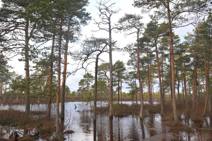 Holiday rental for 39 people, with Hot tub and Terrace as well as Garden and Sauna in Estonia
