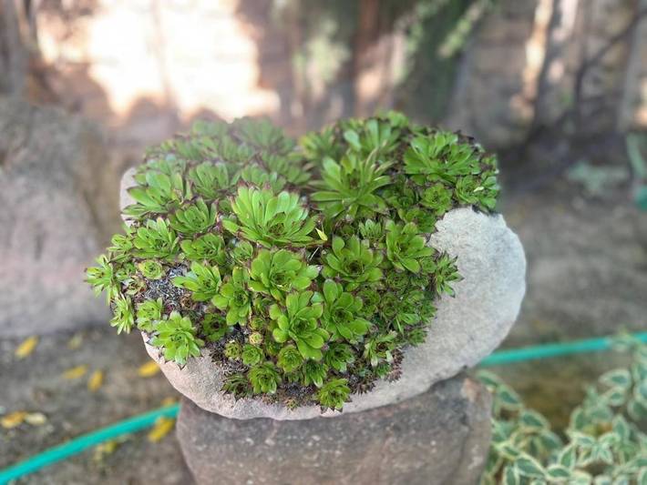 Casa rural para 6 personas, con vistas y jardín, Se admiten mascotas en Campo de Belchite - 4