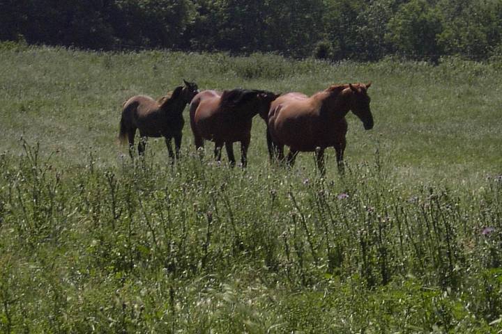Maison de campagne pour 6 personnes, avec vue à Pradelles-Cabardès - 3