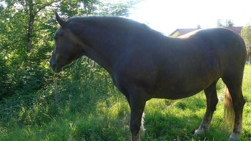 Ferienwohnung für 4 Personen, mit Garten in Lenggries - 3