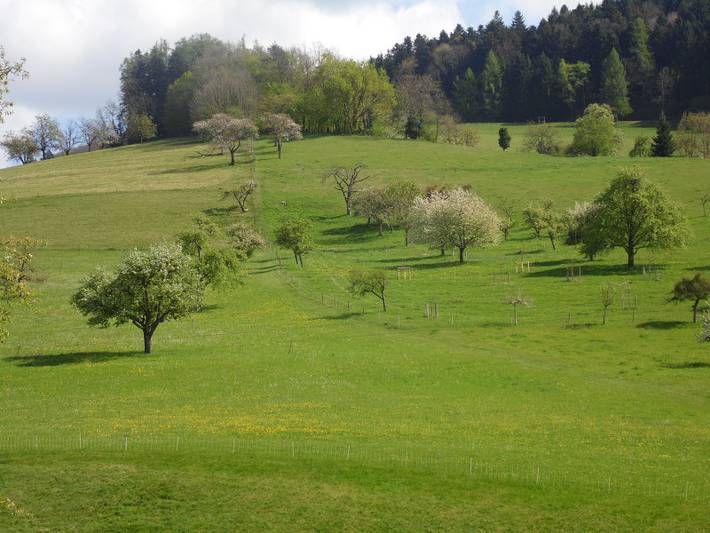 Gîte pour 6 personnes, avec jardin à Freiamt - 3