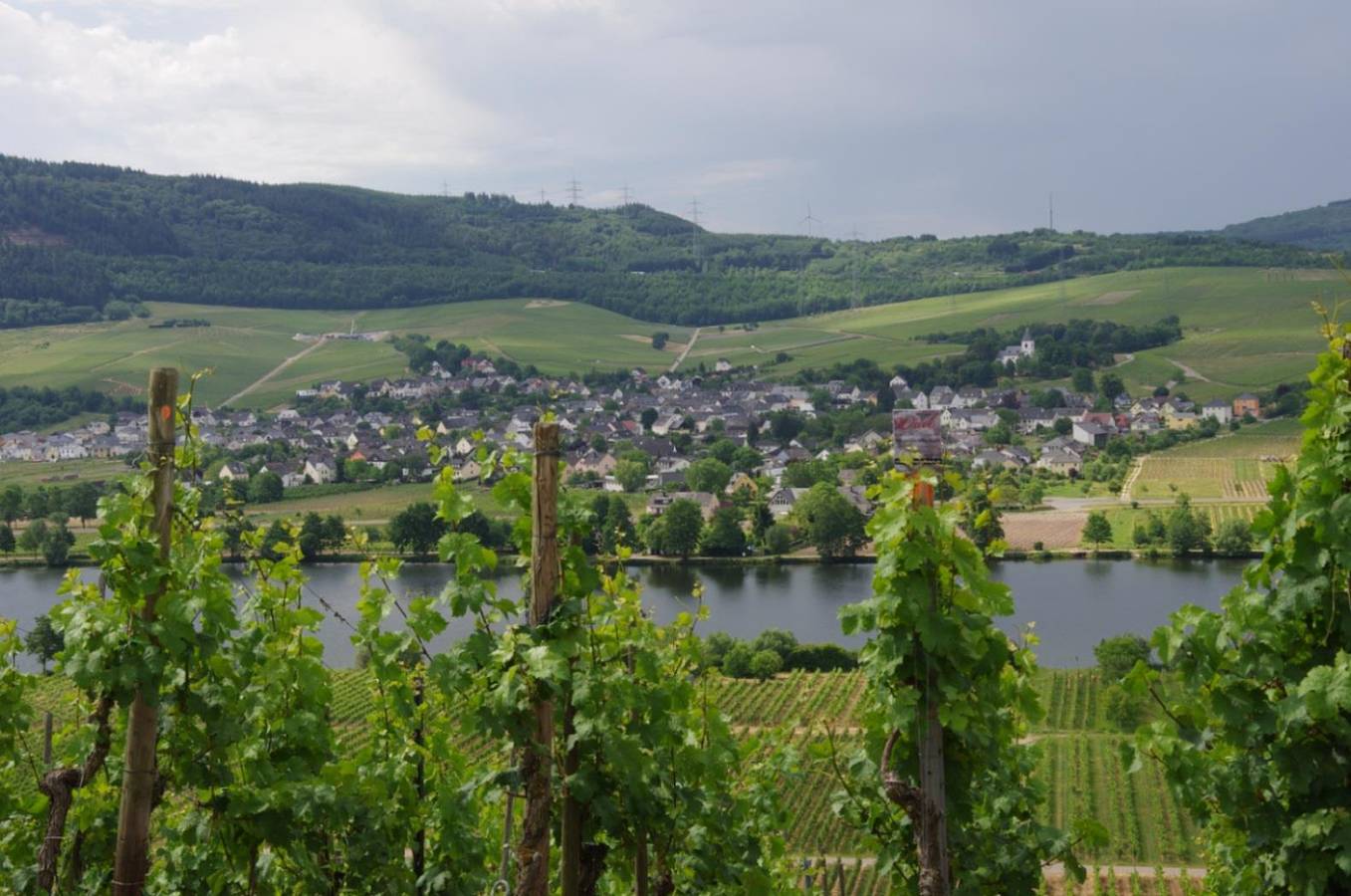 Weingut-Straußwirtschaft B. Weich in Riol, Moseleifel