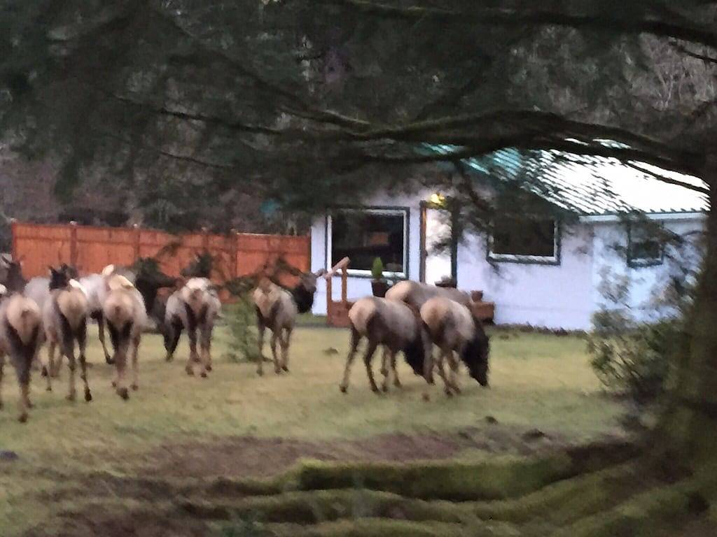 Gemütliche Hütte auf dem Sol Duc River Sleeps Four. Voll ausgestattete Küche und Bettwäsche. in Clallam County