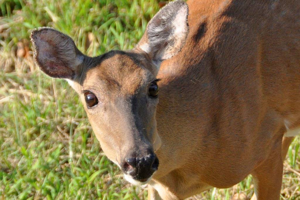 Direct Waterfront Cabin with Boat Dock & Swim Deck in Beaver Lake