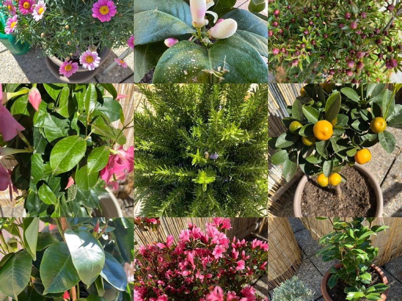 Ganze Wohnung, Wohnung mit blühender Terrasse, seenah in Minusio, Tessiner Alpen