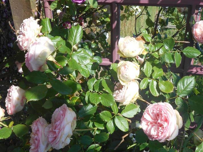 Chambre d’hôte pour 2 personnes, avec piscine ainsi que jardin et vue dans le Pas-de-Calais - 2