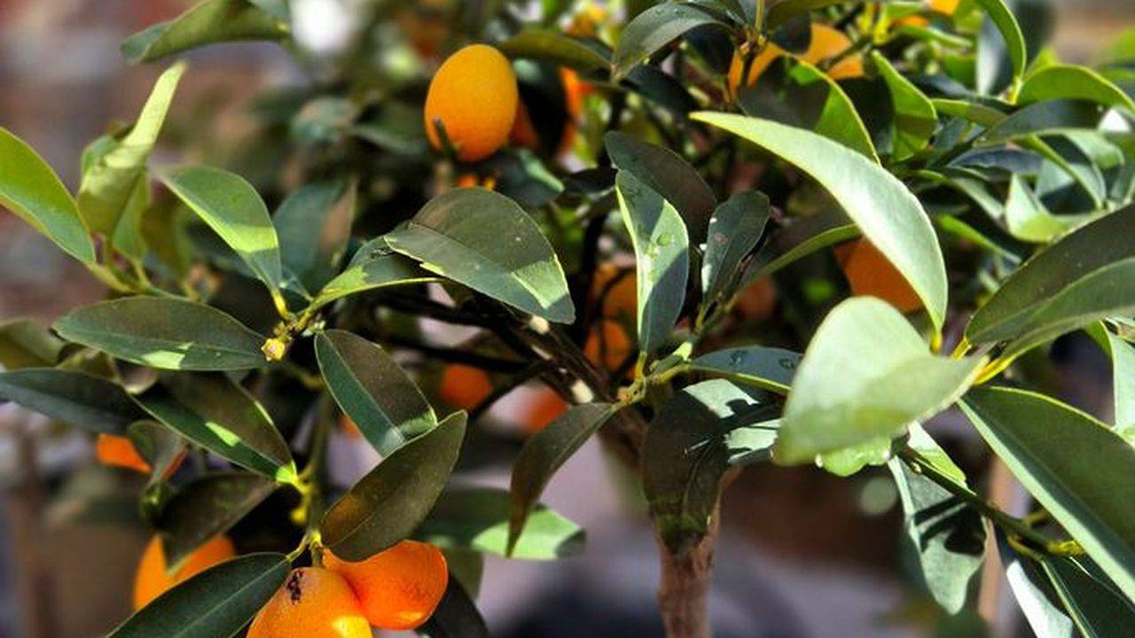 Ferienhaus für 2 Personen (60 m²) in Neukalen in Neukalen, Kummerower See