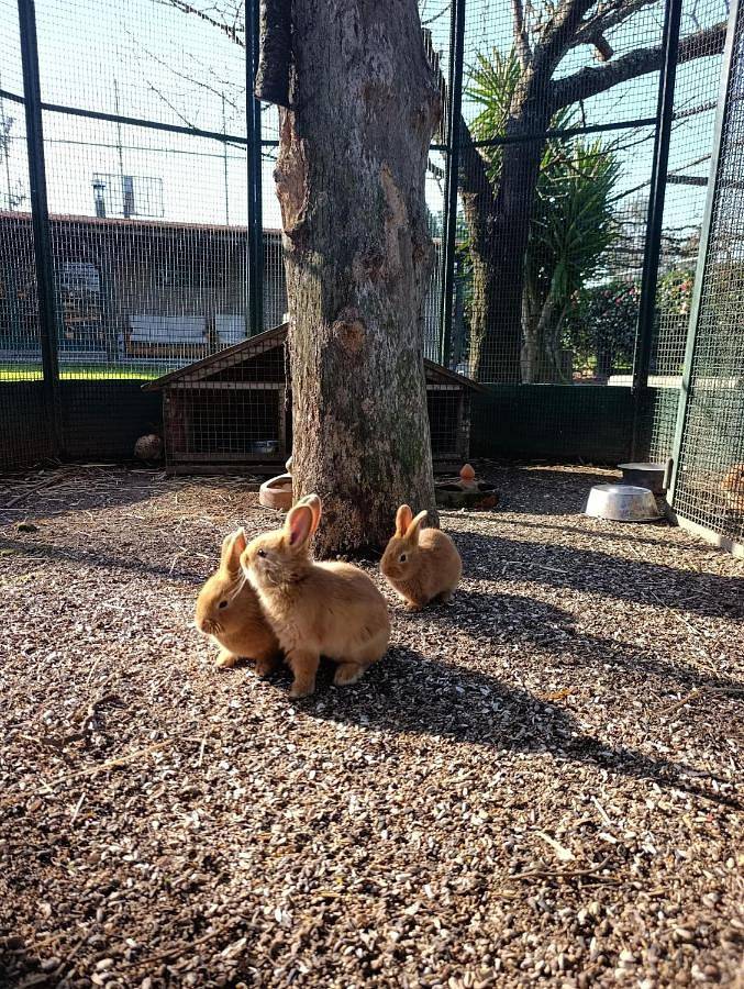Quinta Verde Esperança in Pedroso, Pedroso e Seixezelo