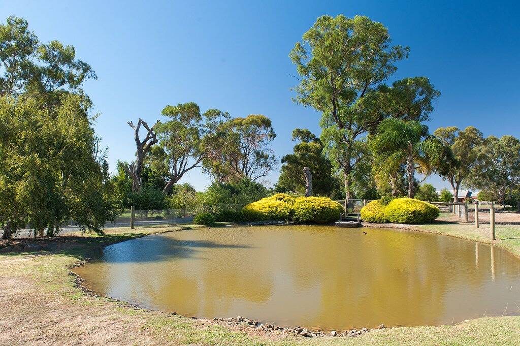 Gut Nepeta Cataria - in Moama, New South Wales