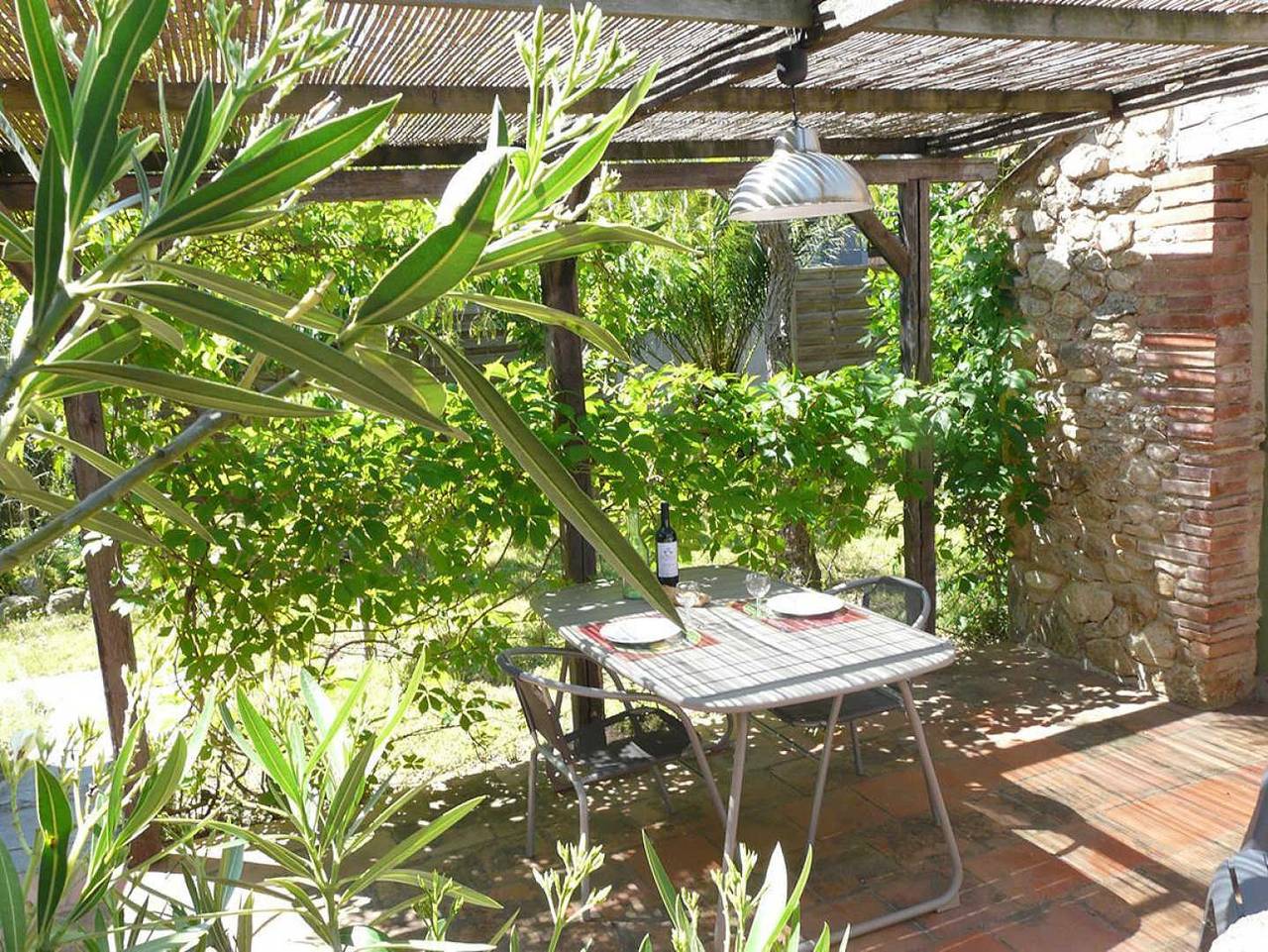 Els oliveres in Laroque-des-Albères, Côte méditerranéenne (France)