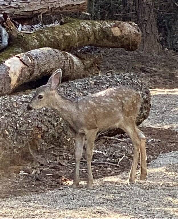 Base of Lassen National Park Secluded 1 Br + Loft, 2 Bath Home. sleeps up to 7 in Shasta County