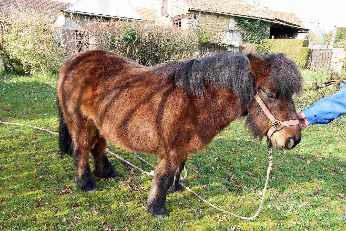 Les Rebras in Saint-Sulpice-les-Feuilles, Bellac region