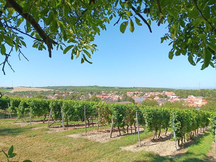 Ferienhaus für 4 Personen, mit Garten in Rheinhessen - 3