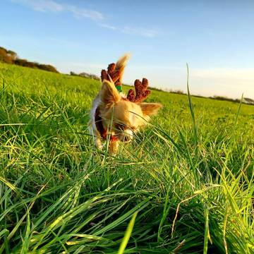 Chalet for 3 People in Welcombe, Devon, Photo 4