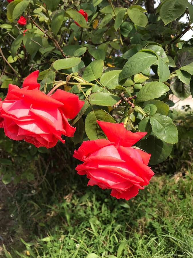 Gîte pour 2 personnes, avec jardin à Minihy-Tréguier - 3