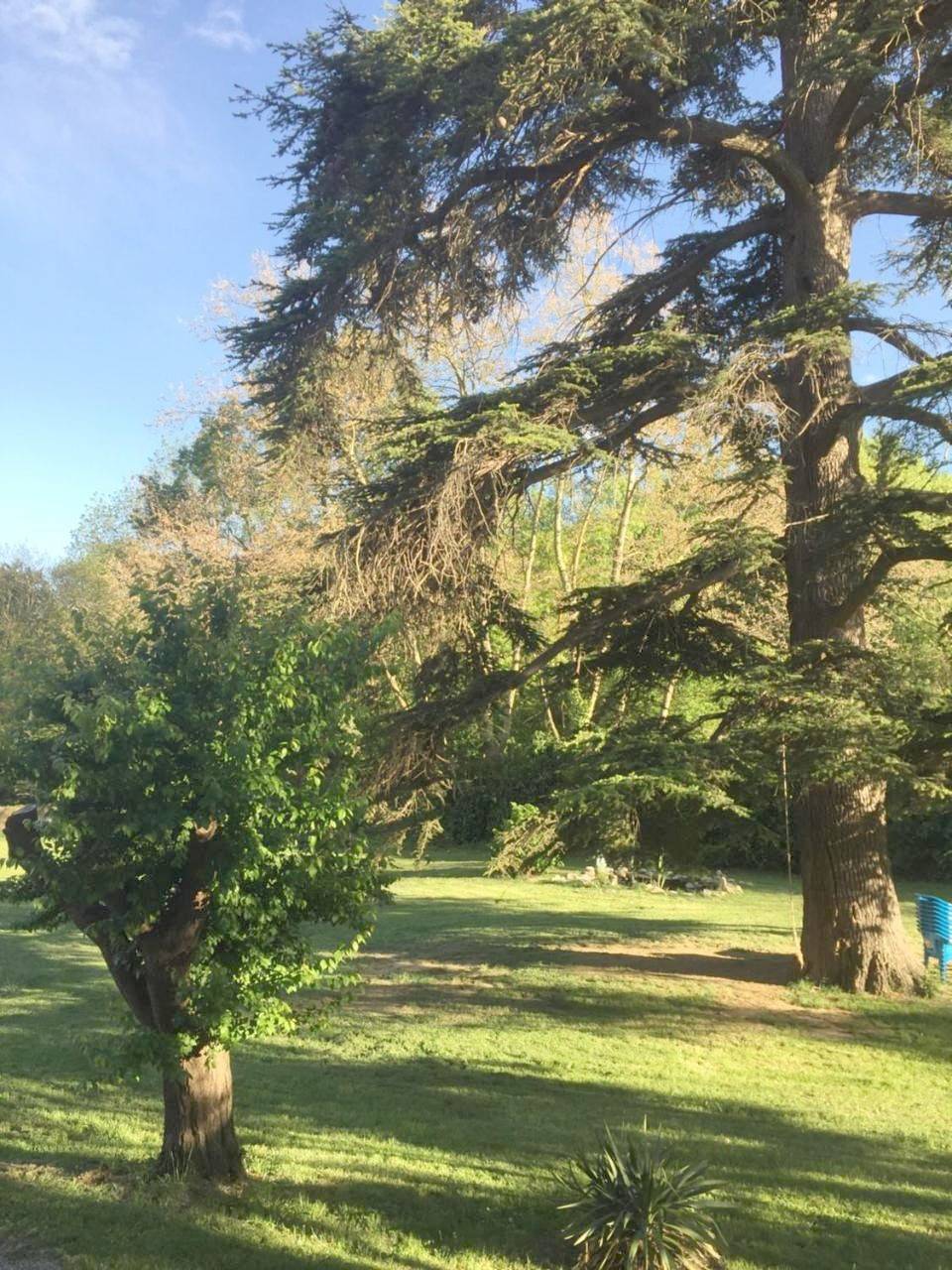 Les cèdres in Chalabre, Région de Limoux