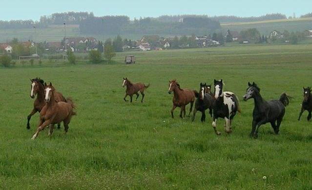 Landgasthof Adler - Einzelzimmer in Illmensee, Nördlicher Bodensee region