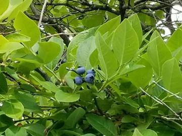 Cottage for 4 Guests in Northwood, Merrimack Valley, Picture 4