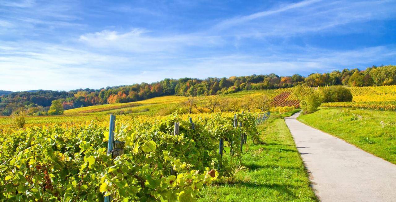Studio in Schweigen-Rechtenbach, Arrondissement de la Route-du-Vin-du-Sud