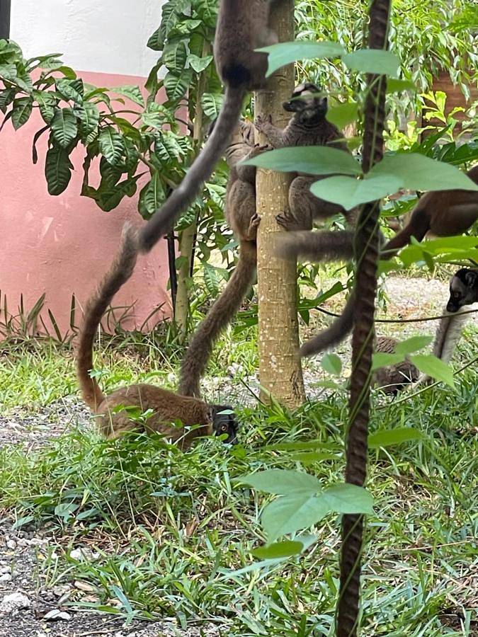 Gîte pour 4 personnes, avec terrasse ainsi que jardin et vue à Bouéni - 2