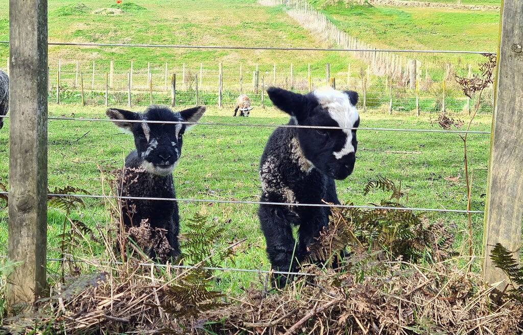 Ganze Wohnung, Ziehen Sie sich auf die Farm zurück und genießen Sie den einheimischen Busch und Bach. in Manawatu-Wanganui