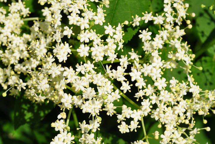 Ferienhaus für 6 Personen, mit Pool und Sauna sowie Garten, kinderfreundlich in Region Oder - Spree - 4