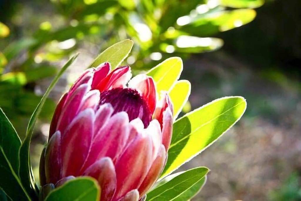 Tower Hill House: Schön, Naturschutzgebiet, herrlicher Meerblick, Wifi, tierfreundlich in Shire of Moyne