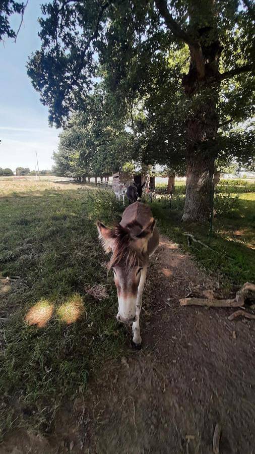 Location de vacances pour 5 personnes, avec vue ainsi que terrasse et jardin à Le Rheu - 4