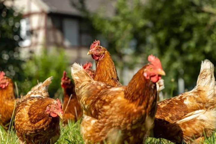 Gîte pour 6 personnes, avec jardin ainsi que terrasse et piscine à Faverges-de-la-Tour