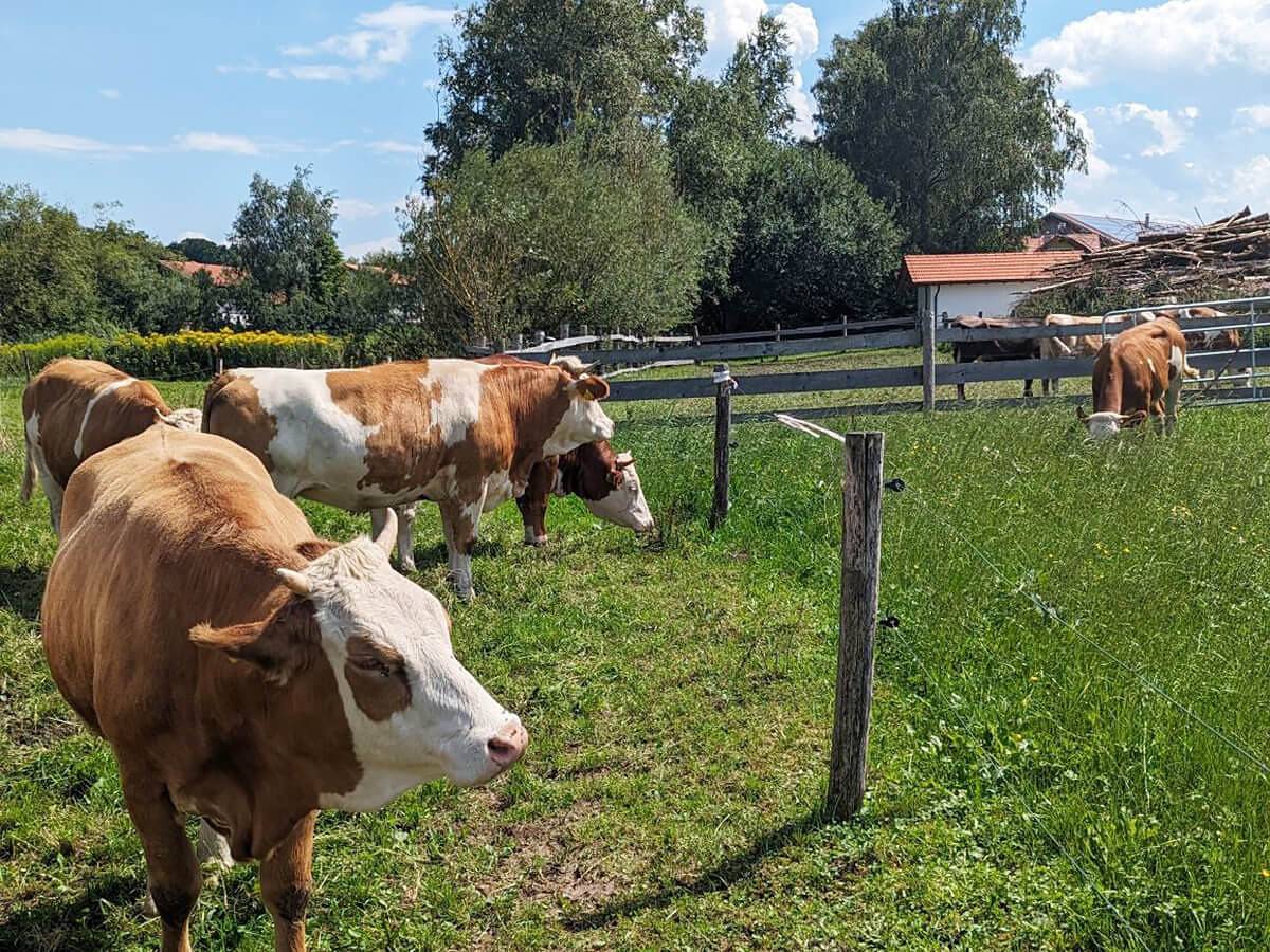 Ferienhaus Eller - Haus Eiche in Traunreut, Landkreis Traunstein