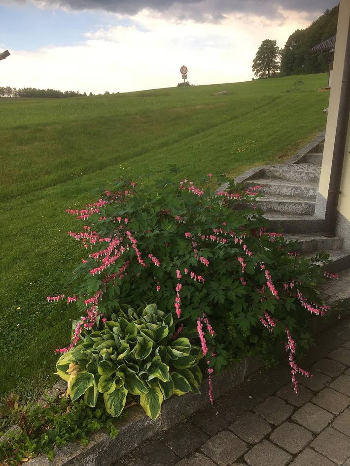 Ferienhaus für 4 Personen, mit Garten und Balkon in Zwiesel - 4