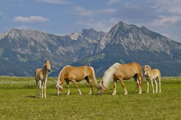 Ferienhaus für 5 Personen, mit Balkon und Garten in Obermaiselstein - 2