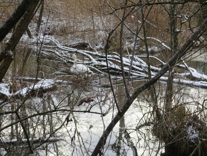Ferienwohnung für 4 Personen, kinderfreundlich in Europa-Park - 2