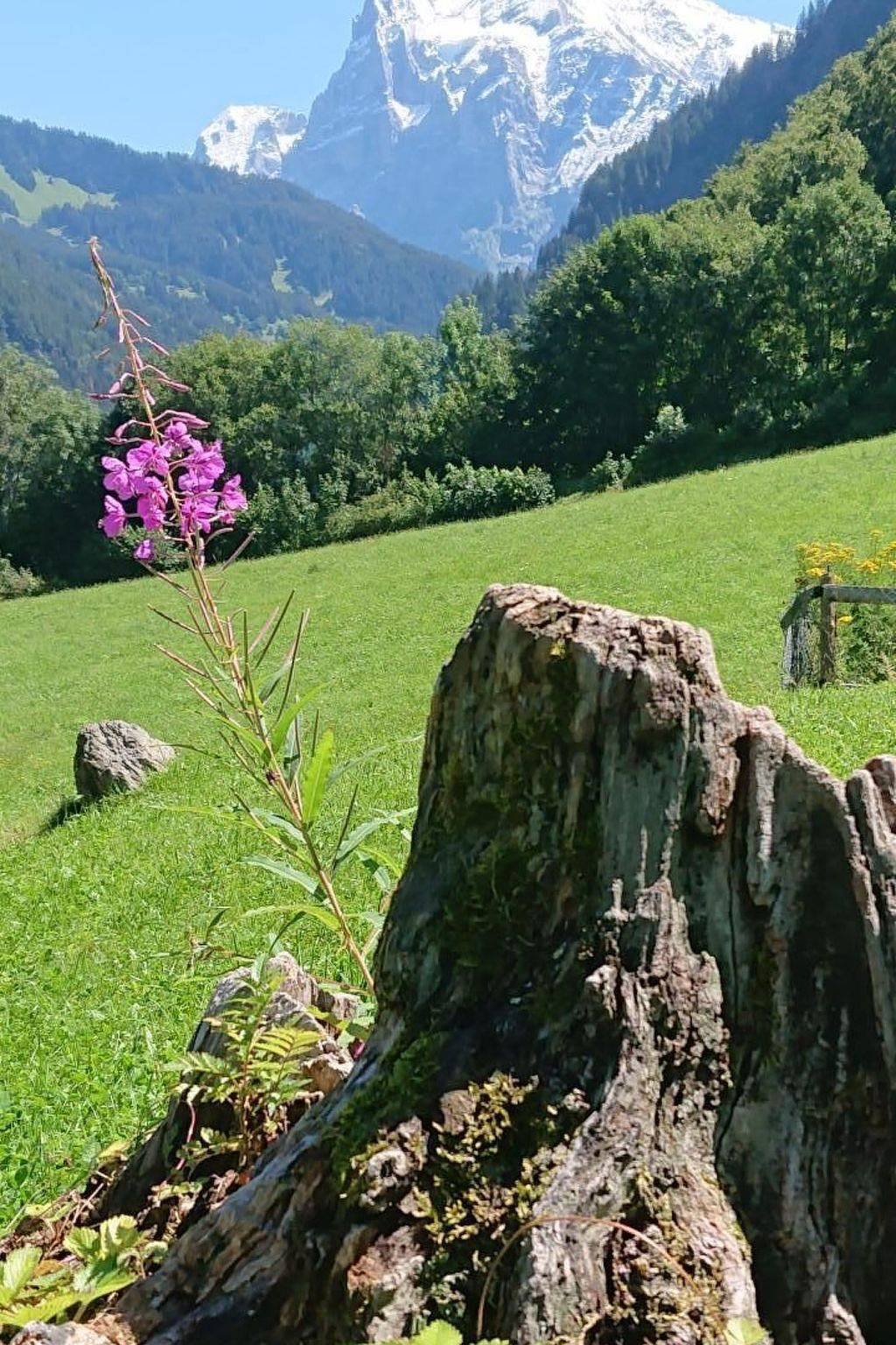 Alpen-Paradies in Grindelwald, Grindelwald und Umgebung