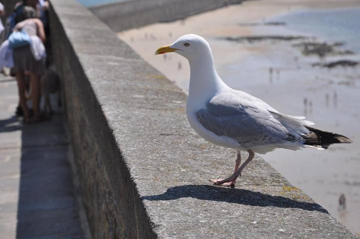 Gîte pour 4 personnes, avec vue dans Port de Plaisance des Sablons - 3