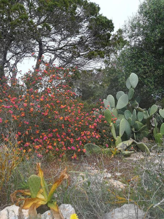Apartamento para 4 personas, con vistas y balcón en Es Pujols