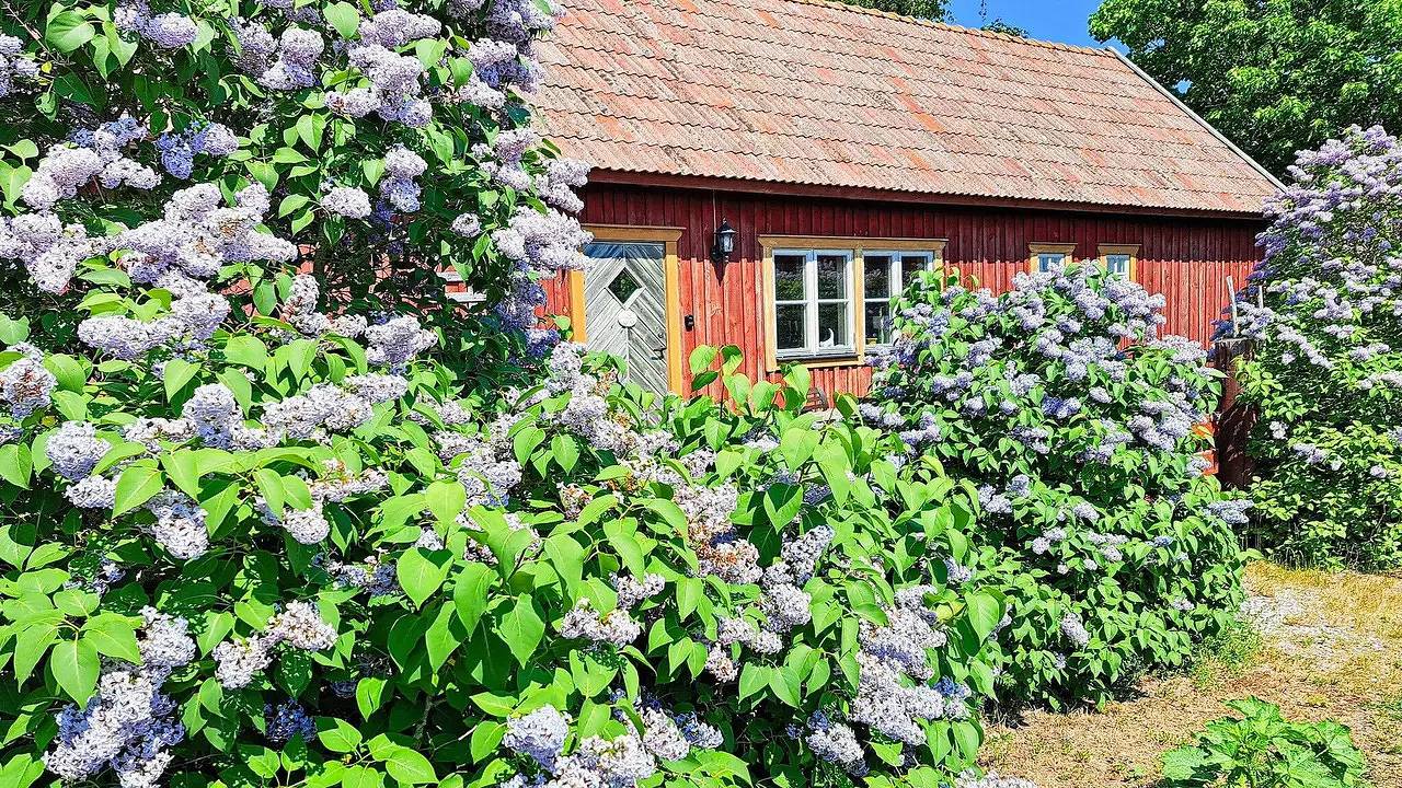 Ferienhaus für 8 Personen (120 m²) in Gotlands Tofta in Gotlandia