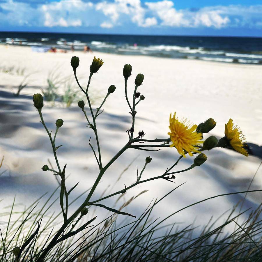 Pelikan Resort - Domki przy plaży in Dźwirzyno, Baltic Sea Pomerania