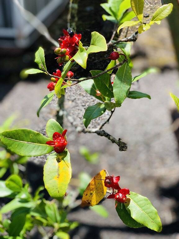 Cosy Tropical Retreat Gästehaus mit Klimaanlage in Hilo, North Hilo